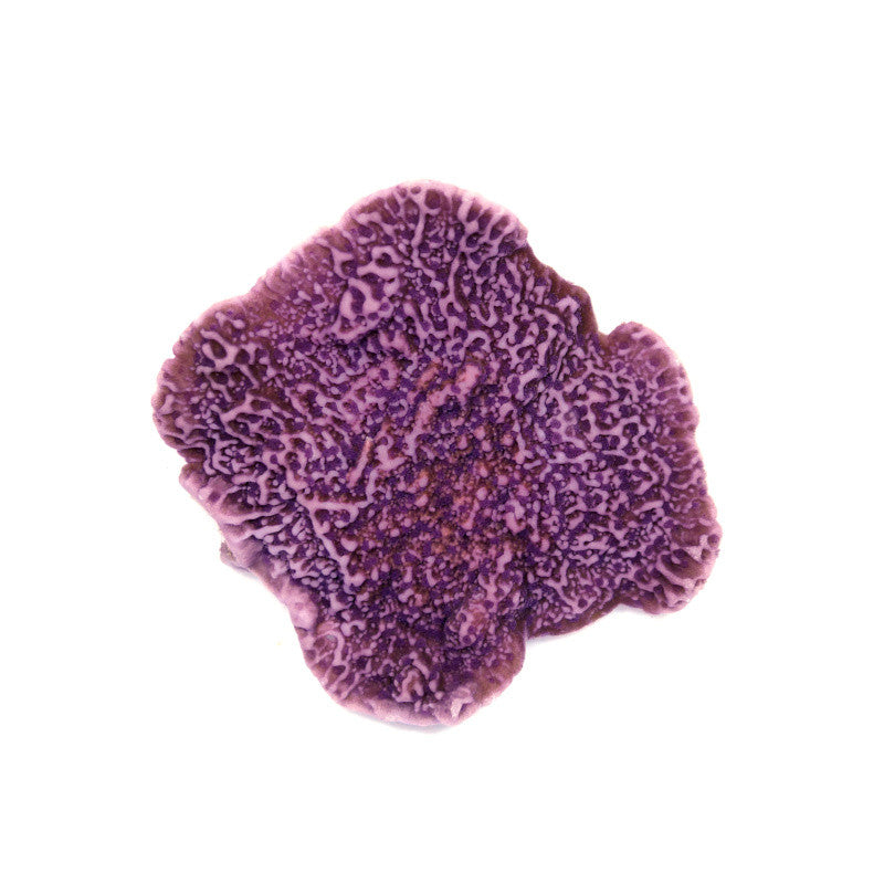 Montipora sp. 'Purple Cap'