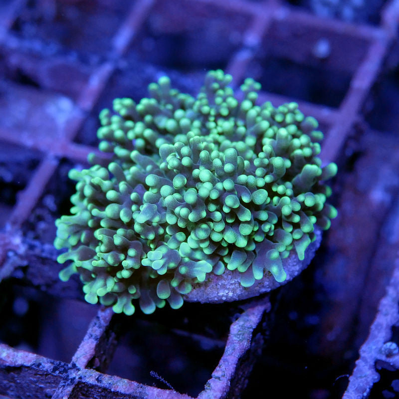 Rhodactis sp. 'Fluffy Puffy'