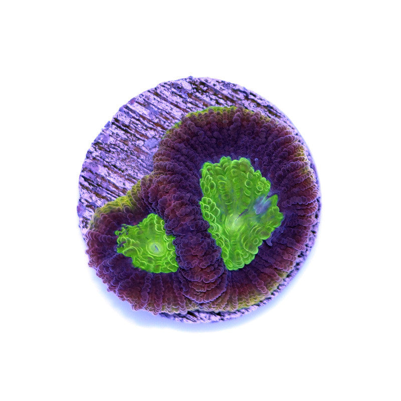 Goniastrea sp. 'Dragon Soul'