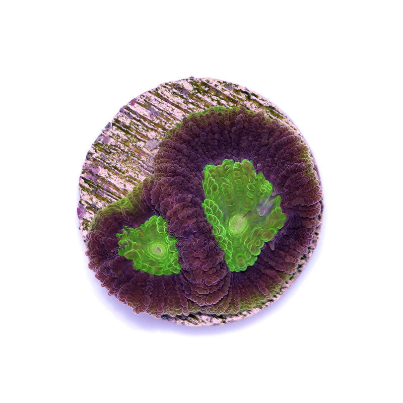 Goniastrea sp. 'Dragon Soul'