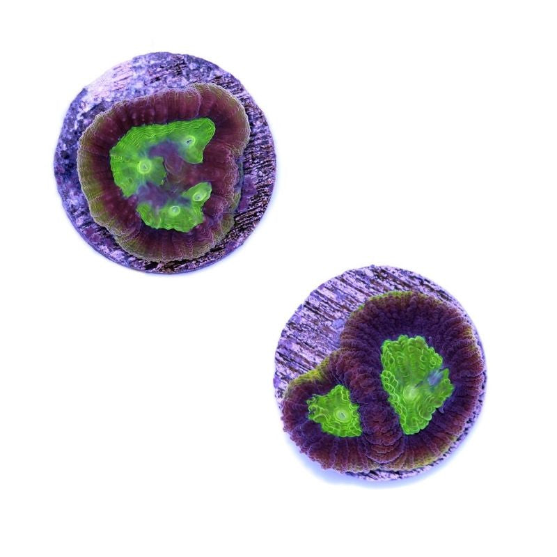 Goniastrea sp. 'Dragon Soul'