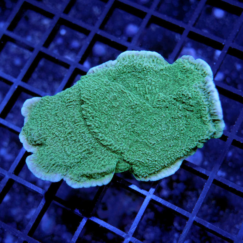 Montipora sp. 'Green Cap'