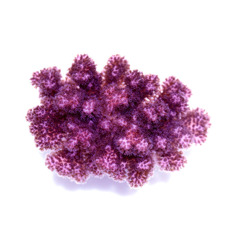 Pocillopora damicornis 'Pink'