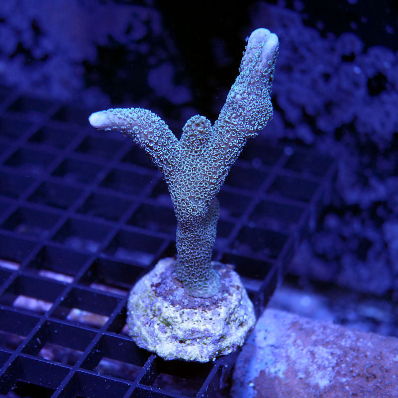 Montipora digitata 'Blue'