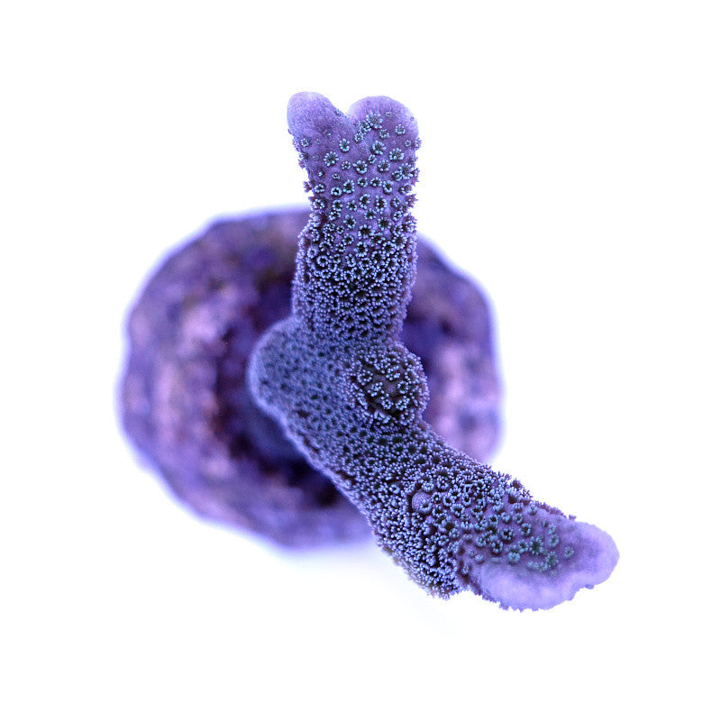 Montipora digitata 'Blue'