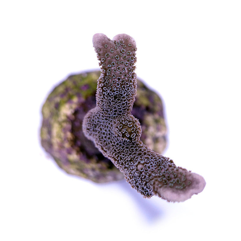 Montipora digitata 'Blue'