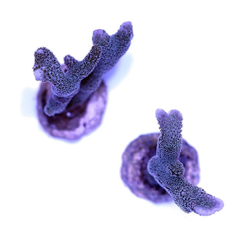 Montipora digitata 'Blue' 