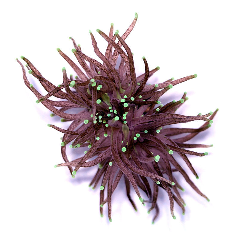 Euphyllia glabrescens 'Black Torch'