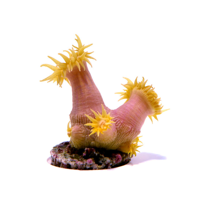 Tubastrea faulkneri 'Sun Coral'