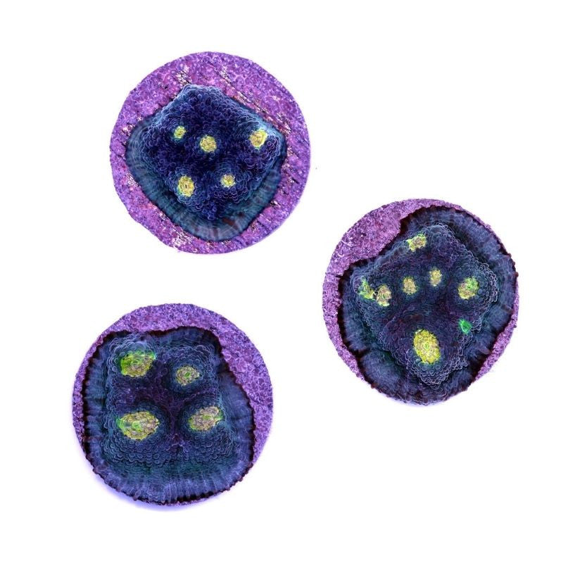 Chalice 'Blue Polka'