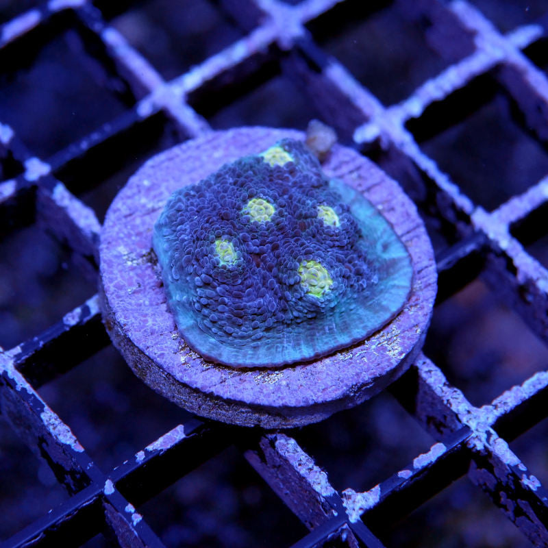 Chalice 'Blue Polka'