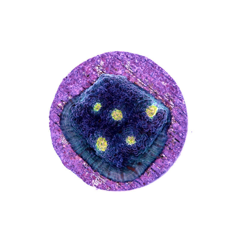 Chalice 'Blue Polka'