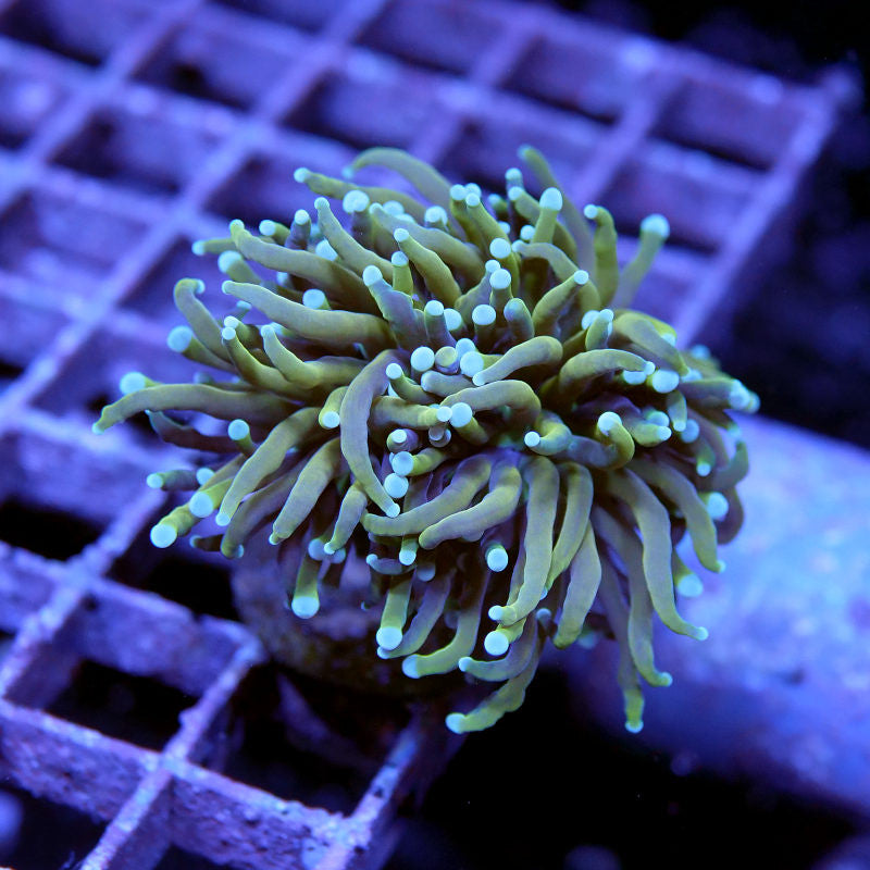 Euphyllia glabrescens 'Golden Torch'