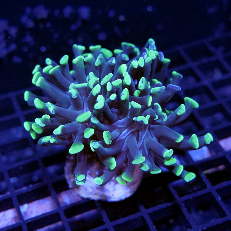 Euphyllia sp. 'Green Tips'