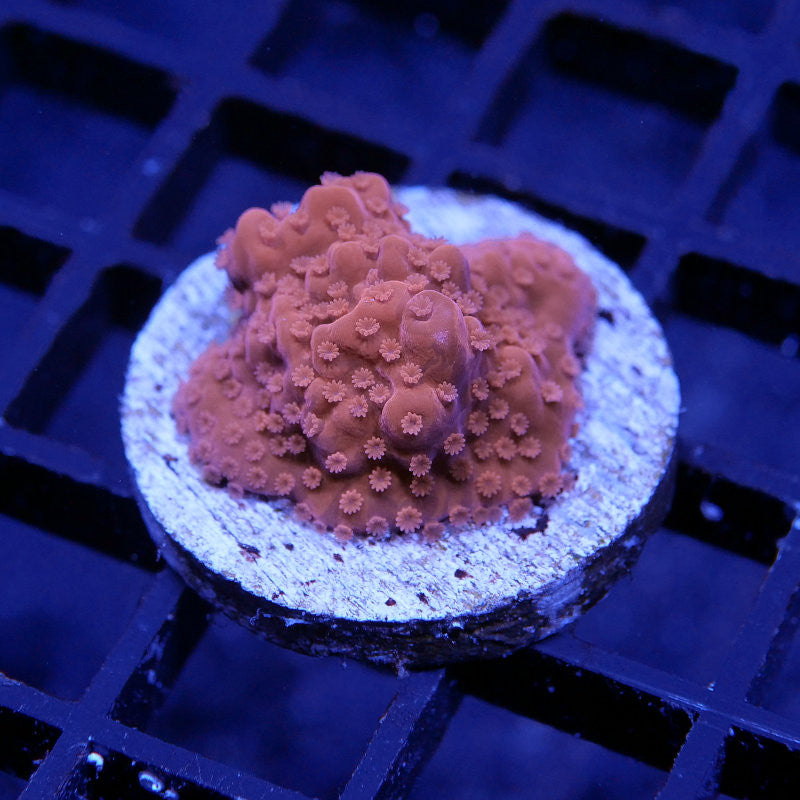 Montipora setosa 'Red'