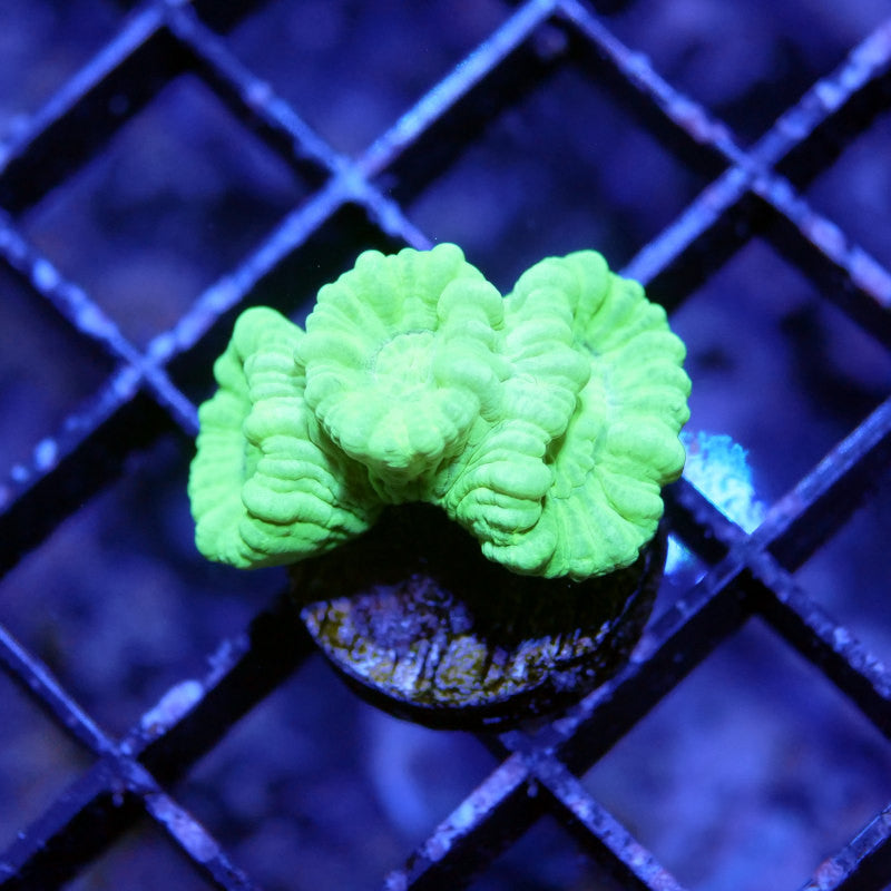 Caulastrea sp. 'Neon'