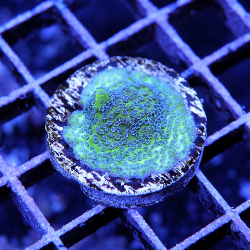 Montipora sp. 'Reverse Pokerstar'