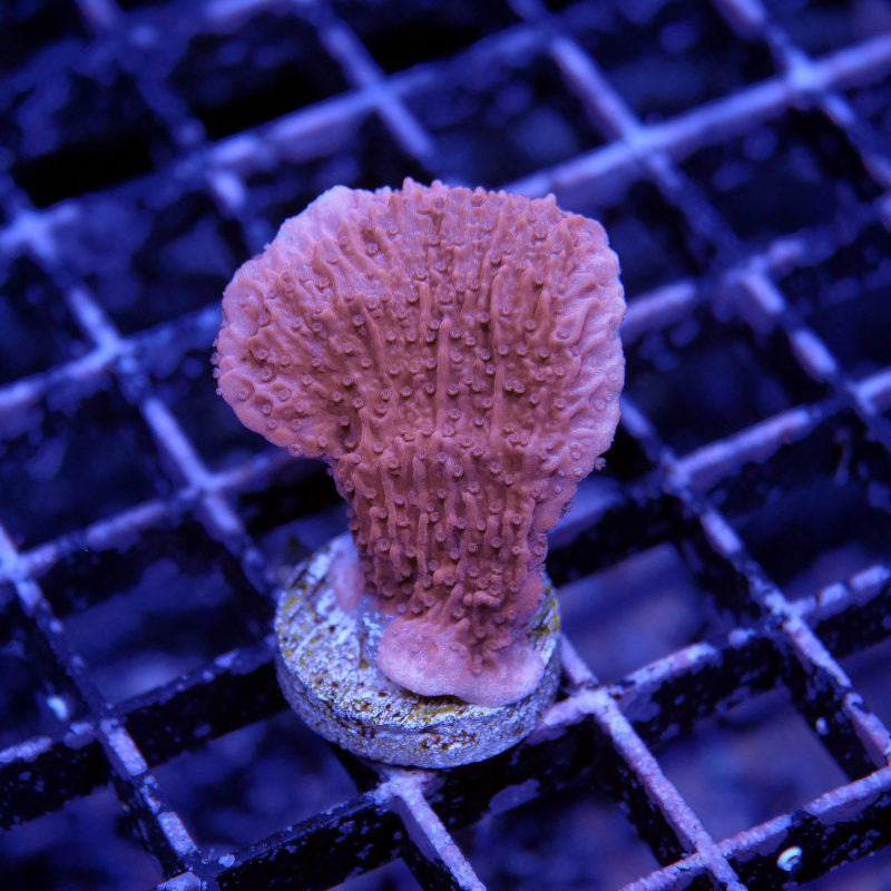 Montipora sp. 'Red Cap'