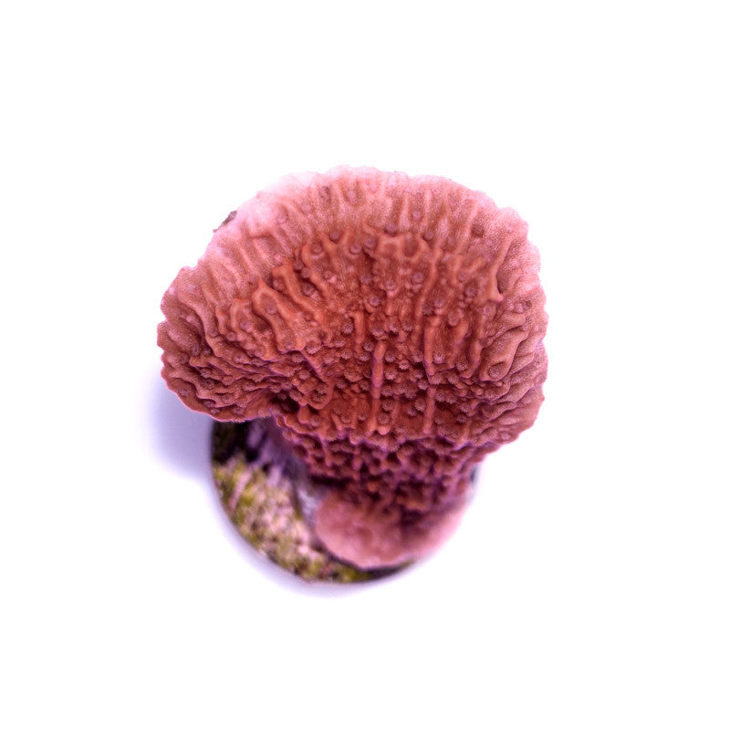 Montipora sp. 'Red Cap'