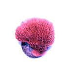 Montipora sp. 'Red Cap'