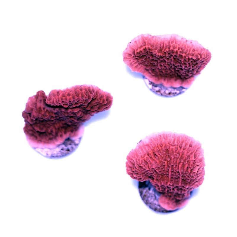 Montipora sp. 'Red Cap'