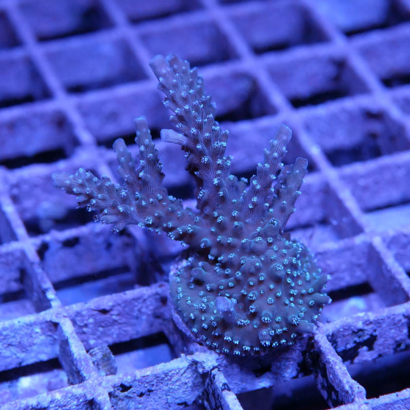 Acropora 'Sparkle'