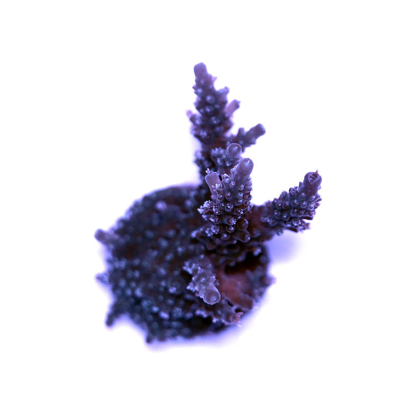 Acropora 'Sparkle'