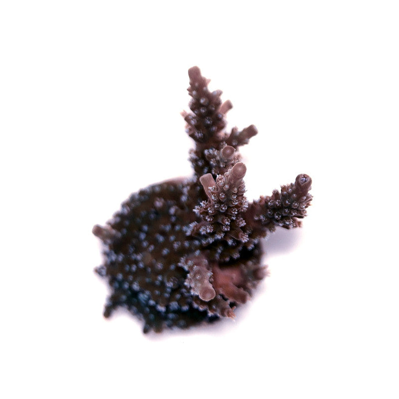 Acropora 'Sparkle'