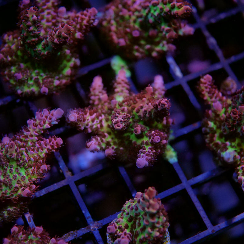 Acropora hyacinthus 'Red Planet'