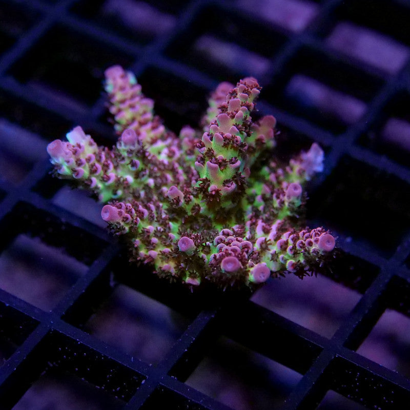 Acropora hyacinthus 'Red Planet'