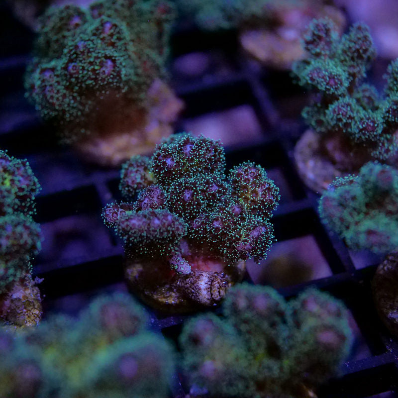 Pocillopora damicornis 'Tricolor'