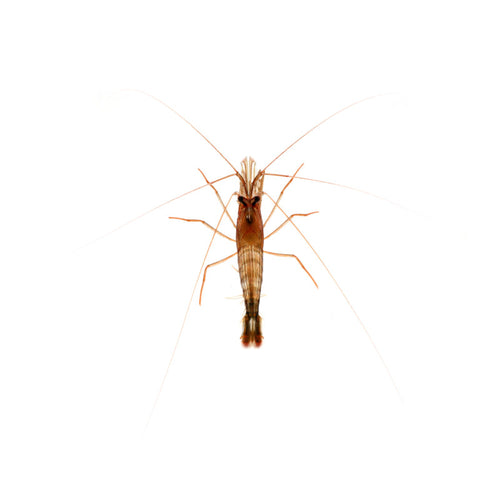 Close-up of a Lysmata wurdemanni shrimp showing its detailed body and long antennae on a white background