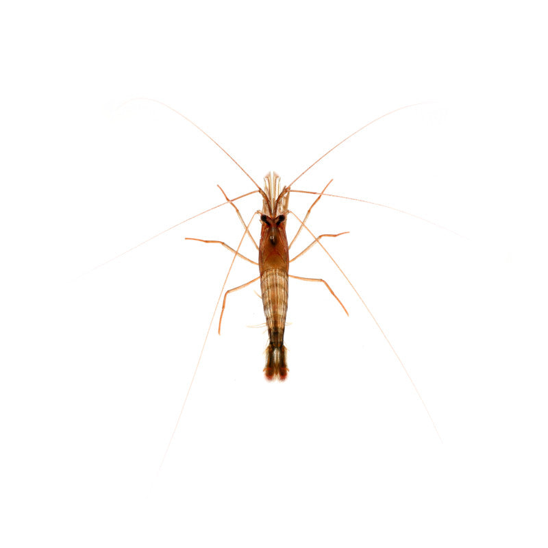 Close-up of a Lysmata wurdemanni shrimp showing its detailed body and long antennae on a white background