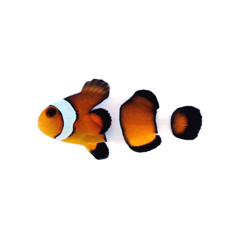 False clownfish