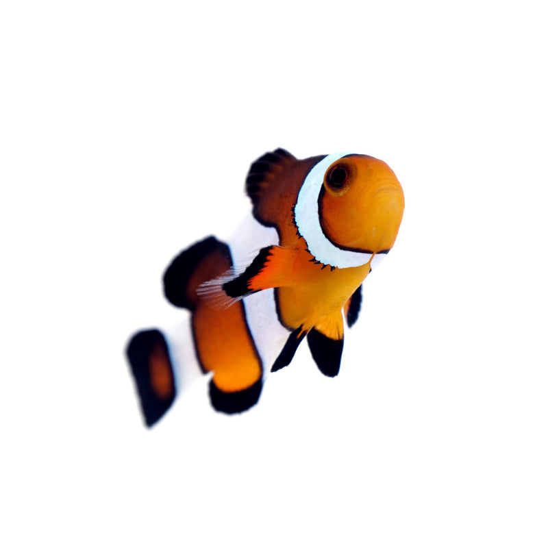 False clownfish