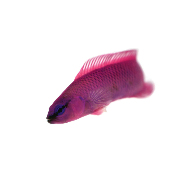 Orchid Dottyback