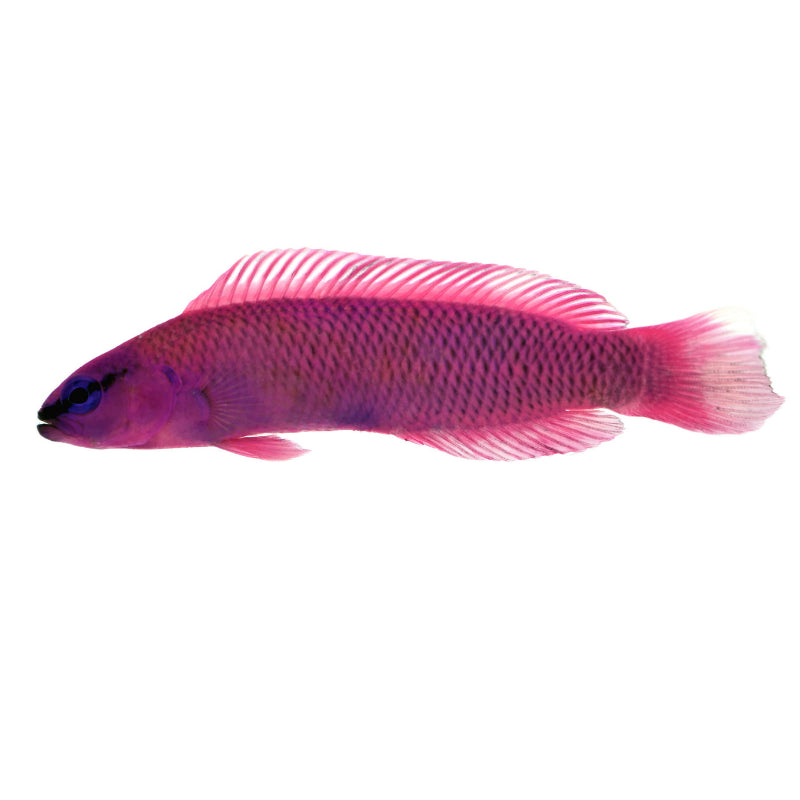 Orchid Dottyback