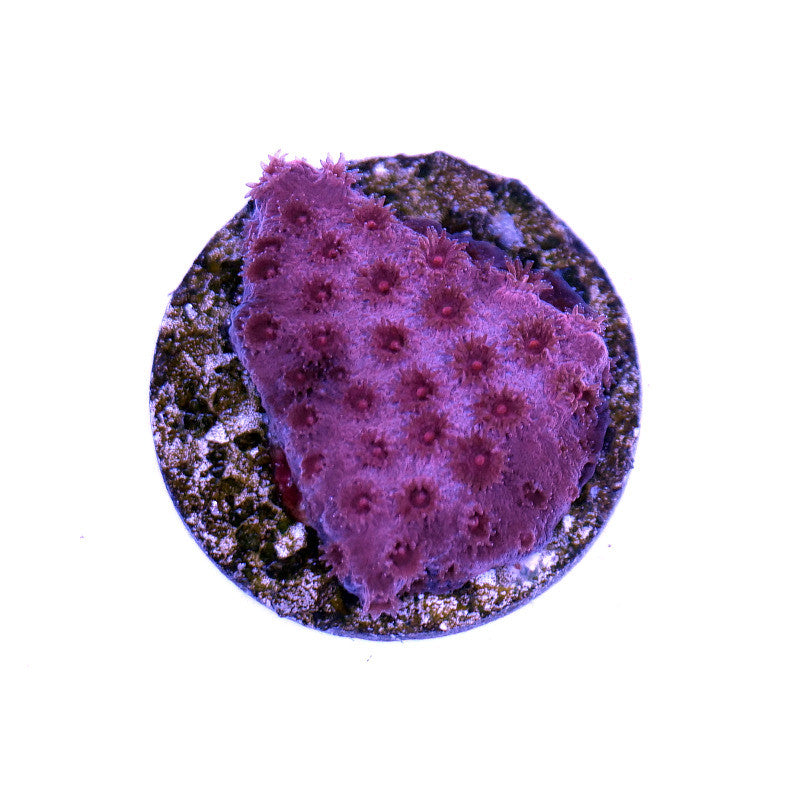 Cyphastrea sp. 'Red'