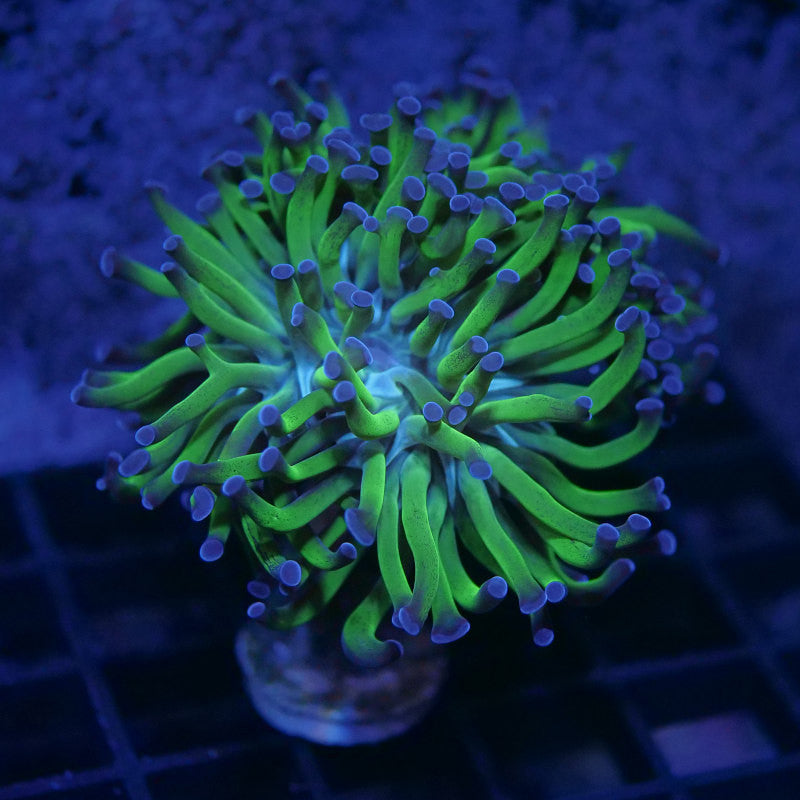 Euphyllia sp. 'Bicolor'