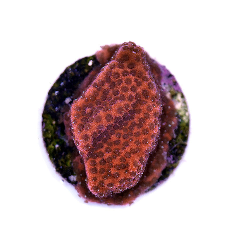 Montipora sp. 'Cherry Tree'