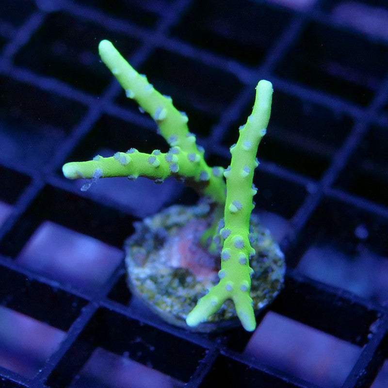 Anacropora sp. 'Green Goblin'