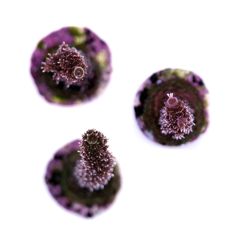 Raspberry Millepora Buy Acropora millepora - SPS coral