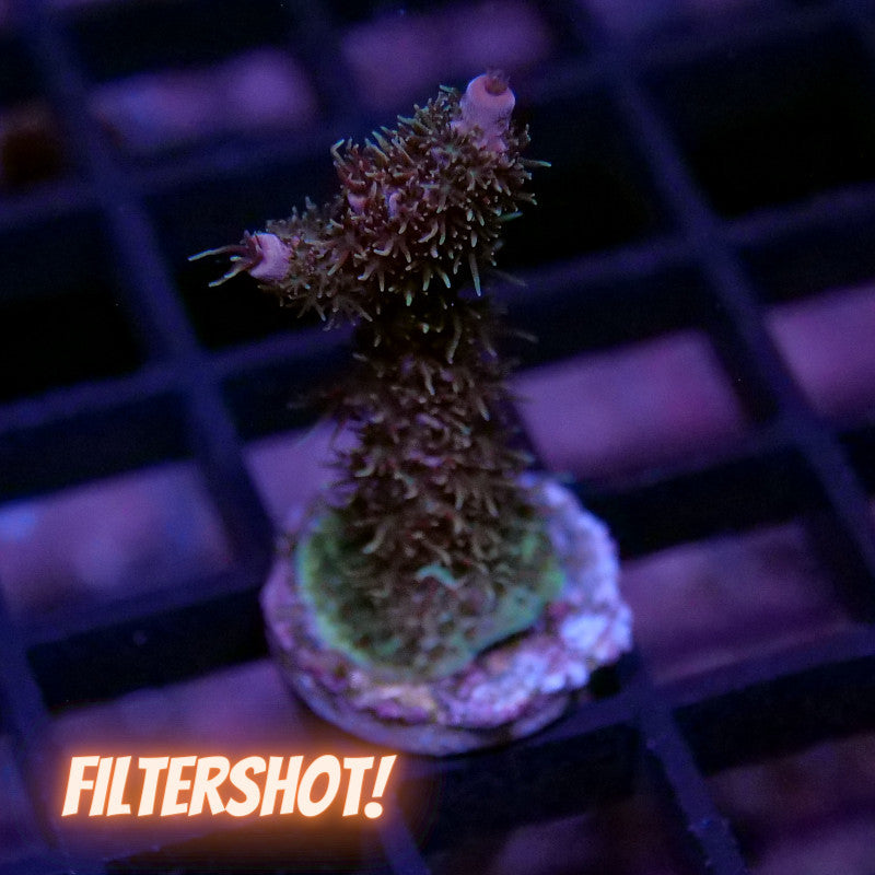 Raspberry Millepora Buy Acropora millepora - SPS coral