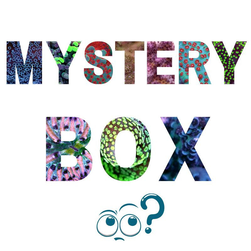 Mystery-Box