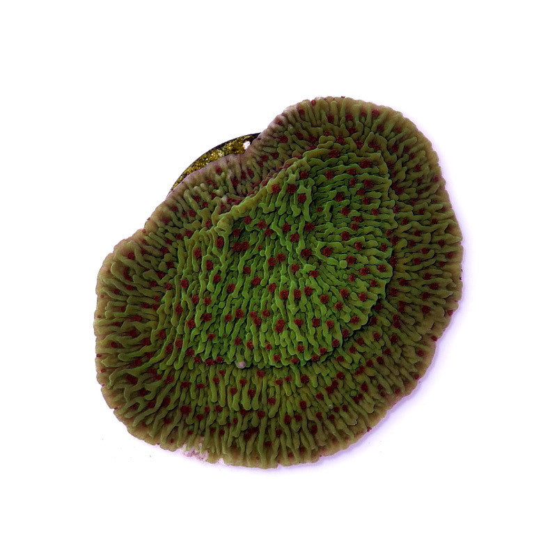 Montipora sp. 'Chilli Pepper'