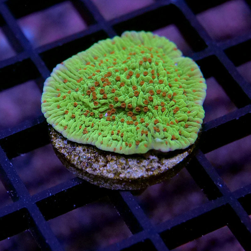 Montipora sp. 'Chilli Pepper'