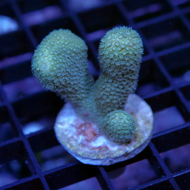 Porites sp. 'Yellow'