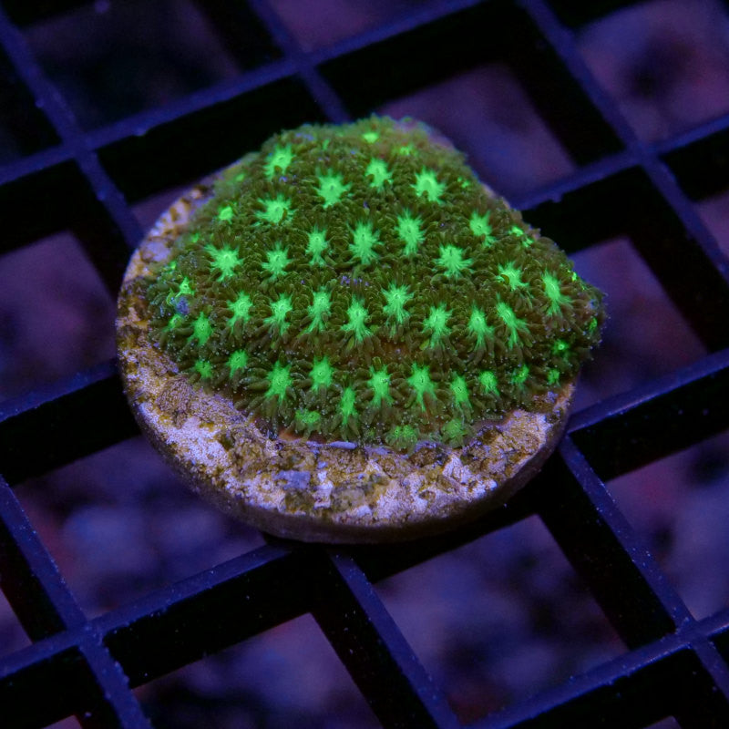 Leptastrea 'Radioactive'