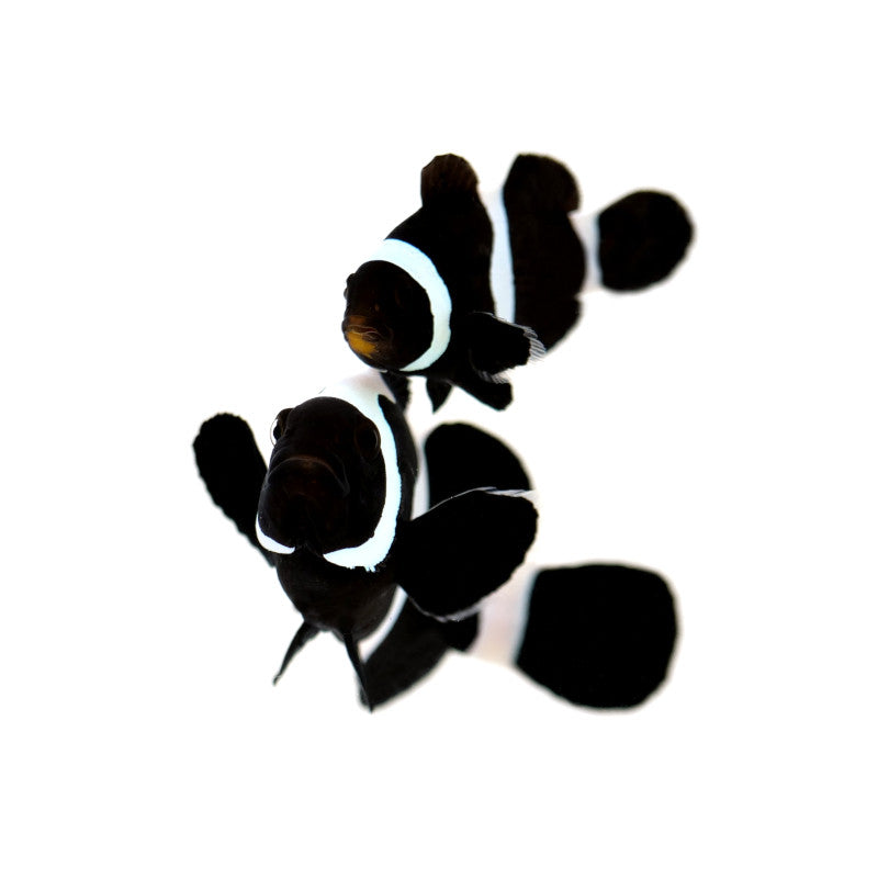 Black Clownfish