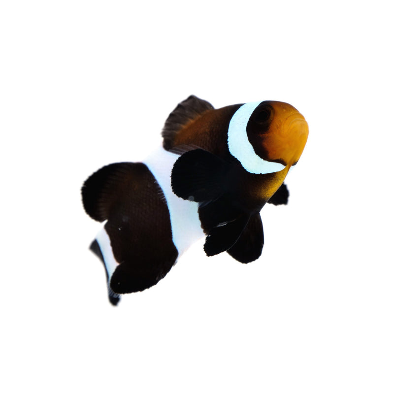 Black Clownfish